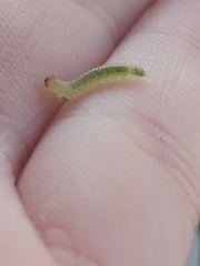 Tenthredinoidea