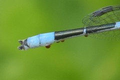 Arrenurus