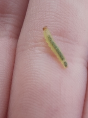 Tenthredinoidea