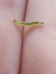 Tenthredinoidea