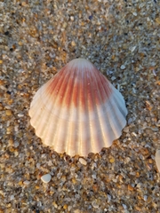 Pecten