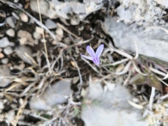 Carlowrightia venturae