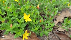 Menodora helianthemoides