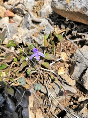 Carlowrightia venturae