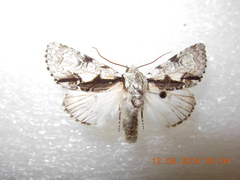 Acronicta funeralis