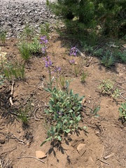 Penstemon glaucinus