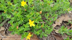 Menodora helianthemoides