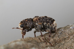 Dissoleucas niveirostris