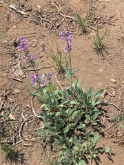 Penstemon glaucinus