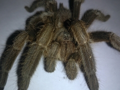 Chilobrachys