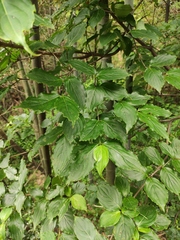 Cornus kousa