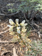 Lupinus albicaulis