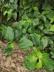 Cornus kousa