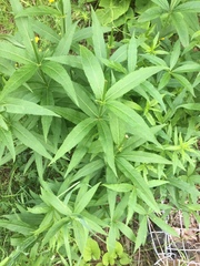 Veronicastrum virginicum