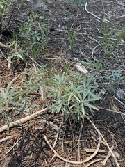 Lupinus albicaulis