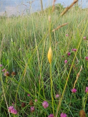 Zygaena