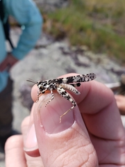 Trimerotropis saxatilis