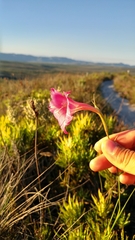 Gladiolus meridionalis