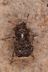Dissoleucas niveirostris
