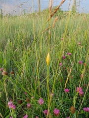 Zygaena