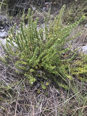 Catesbaea parviflora
