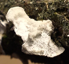 Poronidulus conchifer image