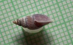 Image of Curtitoma violacea