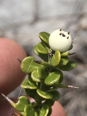 Catesbaea parviflora