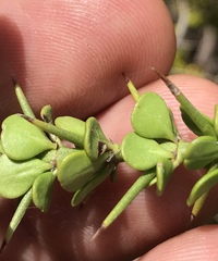 Catesbaea parviflora