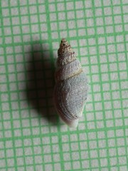 Curtitoma violacea