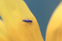 Plagiognathus arbustorum