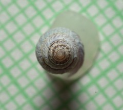 Curtitoma violacea