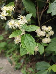 Clematis apiifolia