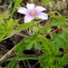 Geranium arabicum - Photo (c) arakso, some rights reserved (CC BY-NC), uploaded by arakso