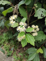 Clematis apiifolia