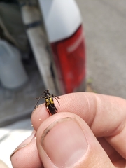 Typocerus lunulatus