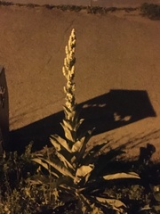 Verbascum songaricum