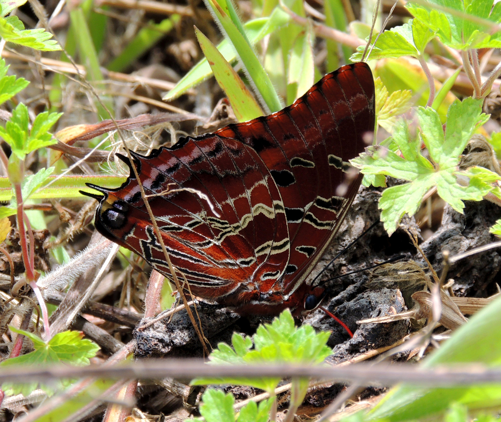 Charaxes biokoensis