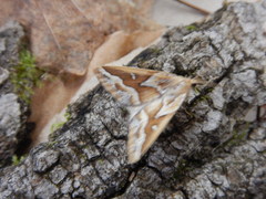 Caripeta angustiorata