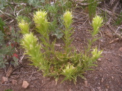 Castilleja nana