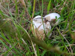 Agaricomycetes