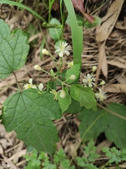 Clematis apiifolia