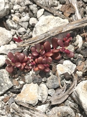 Portulaca minuta