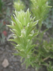 Castilleja nana