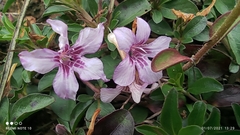 Dyschoriste microphylla