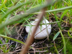 Agaricomycetes