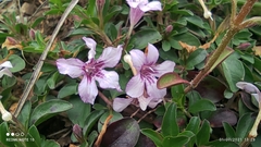 Dyschoriste microphylla