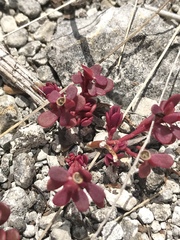 Portulaca minuta