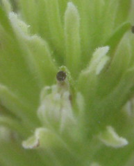 Castilleja nana