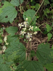 Clematis apiifolia